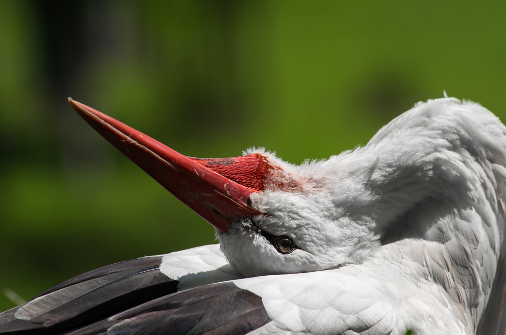 Storch-Yoga