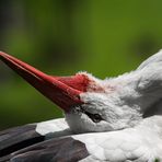 Storch-Yoga