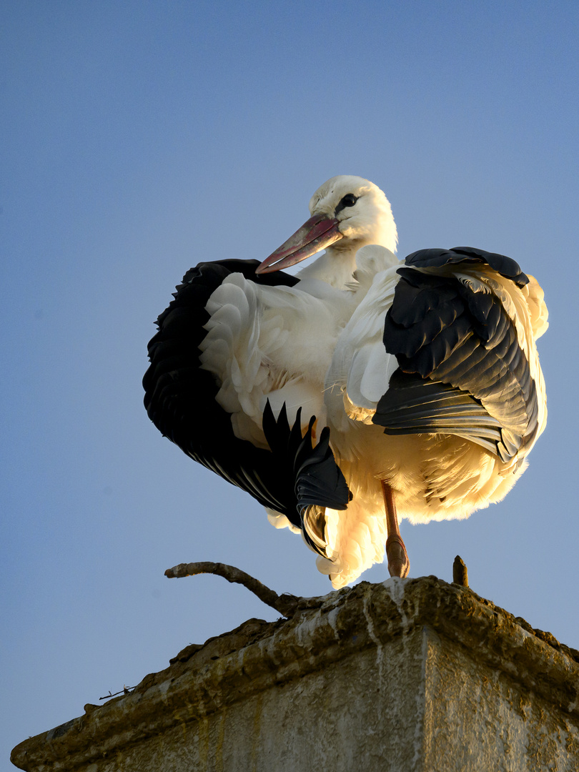 Storch zur Goldenen Stunde