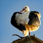 Storch zur Goldenen Stunde