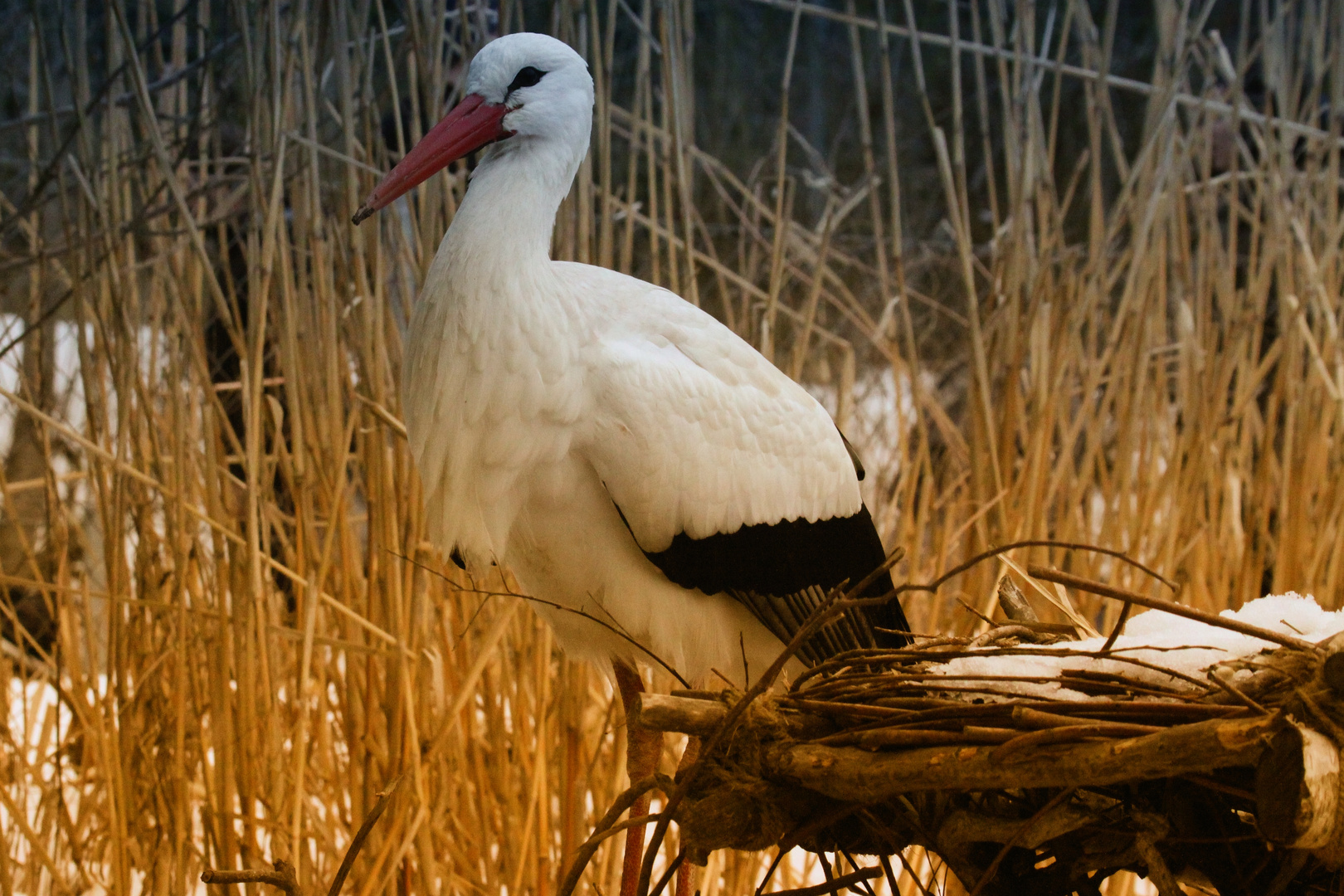 Storch_01