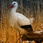 Storch_01