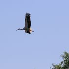 Storch_1