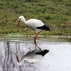 Storch1