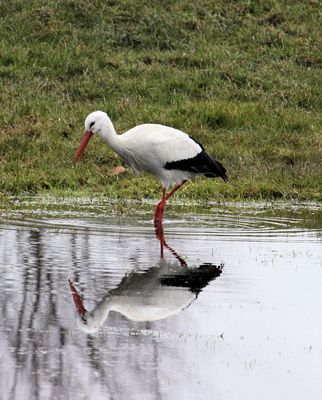 Storch1