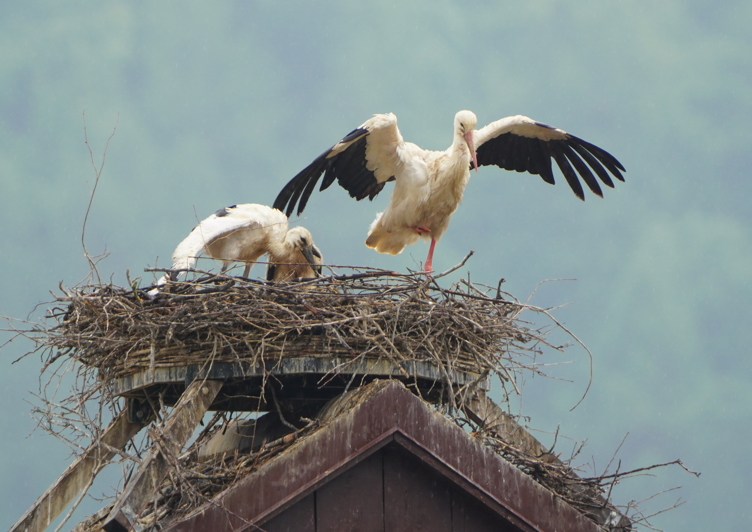 Storch_1