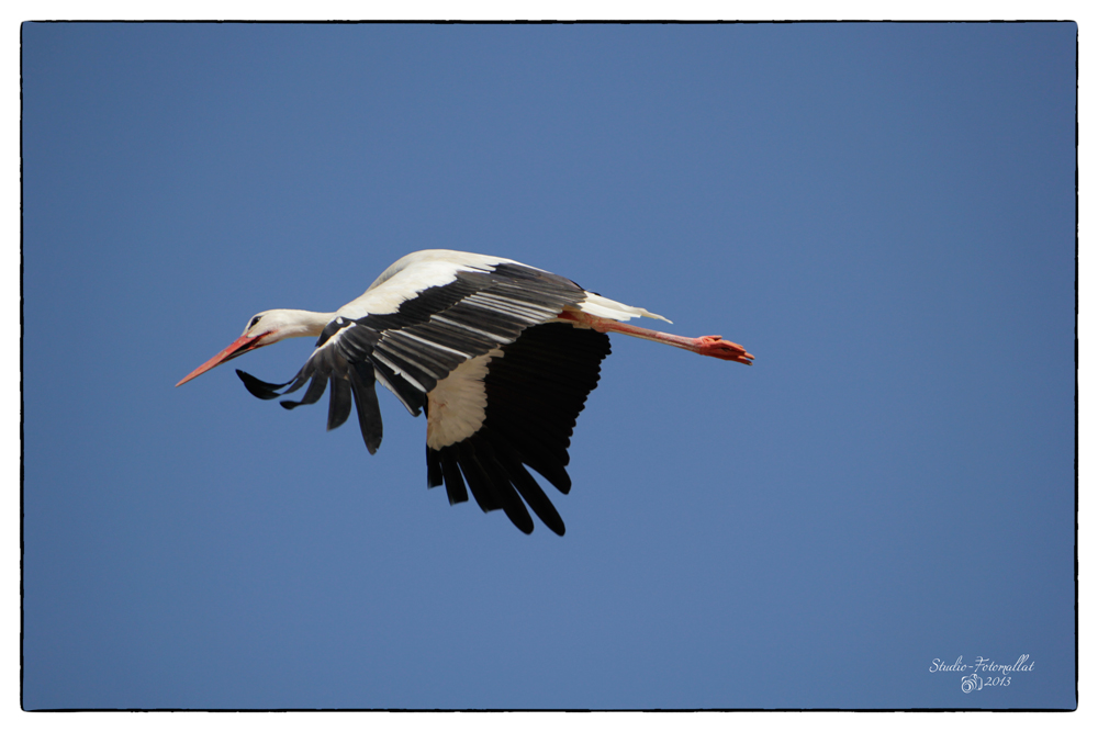 Storch1...