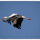 Storch1...