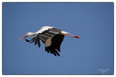 Storch1...