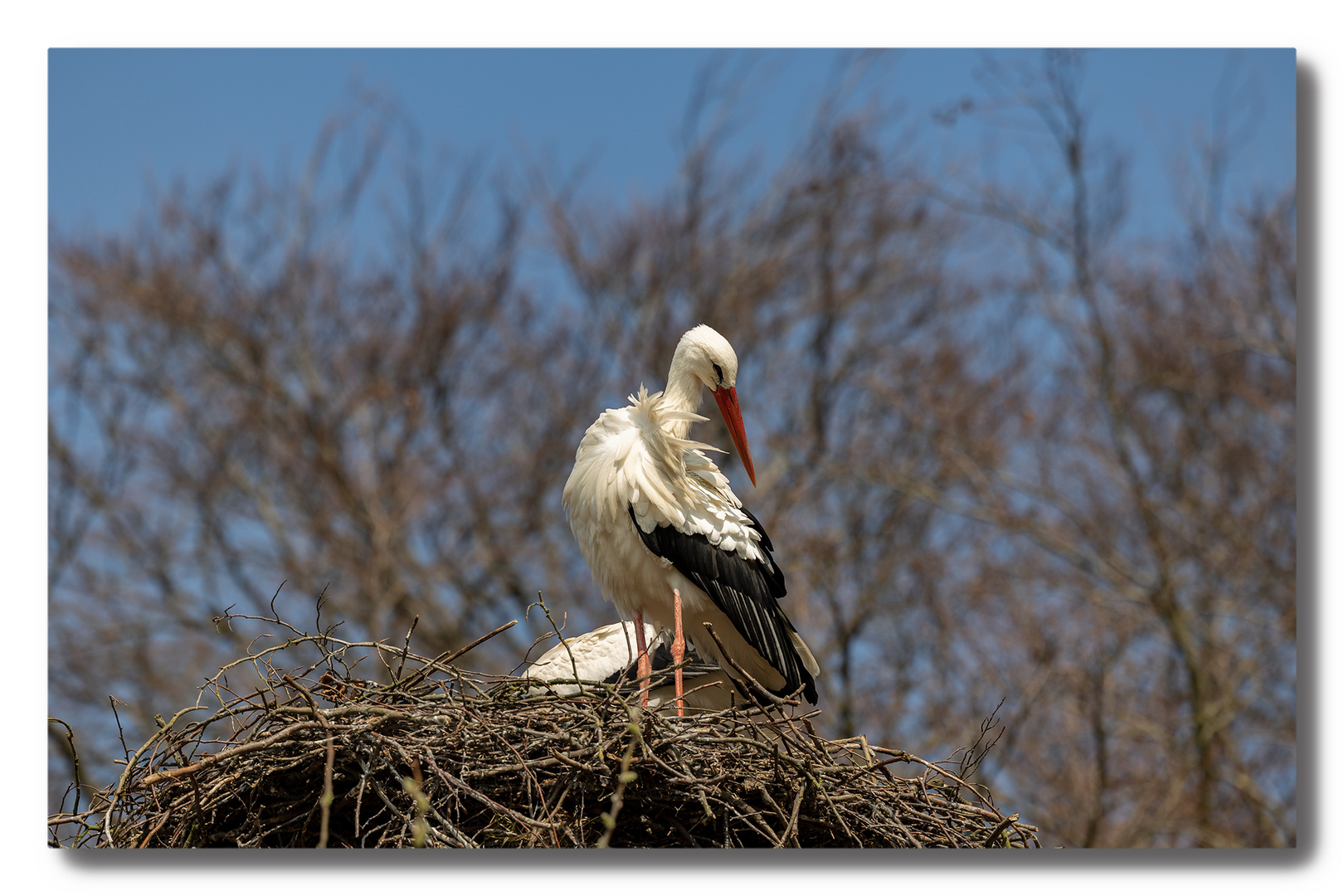 Storch1_FB