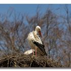 Storch1_FB