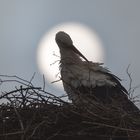 Storch_2