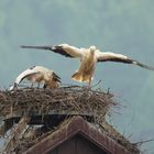 Storch_2