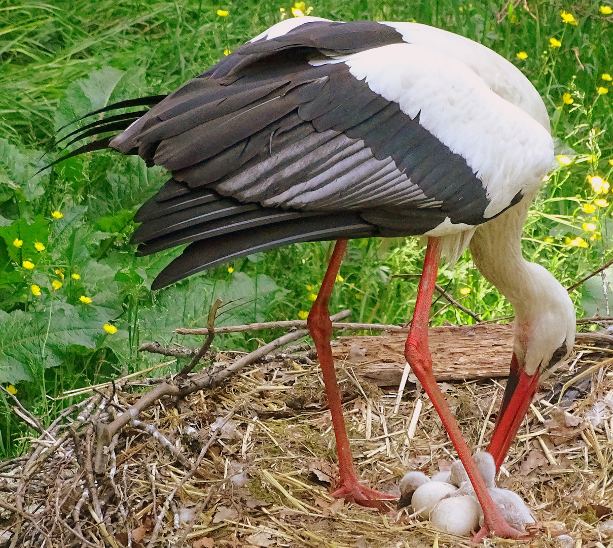 storch2