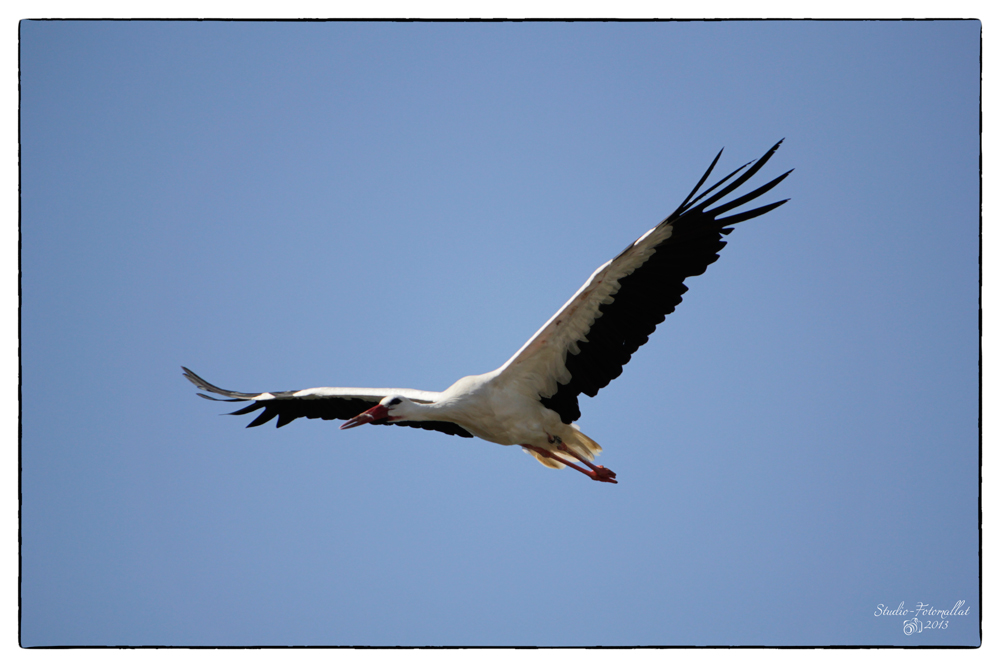 Storch2...