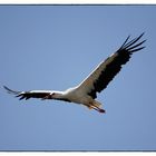 Storch2...