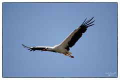 Storch2...