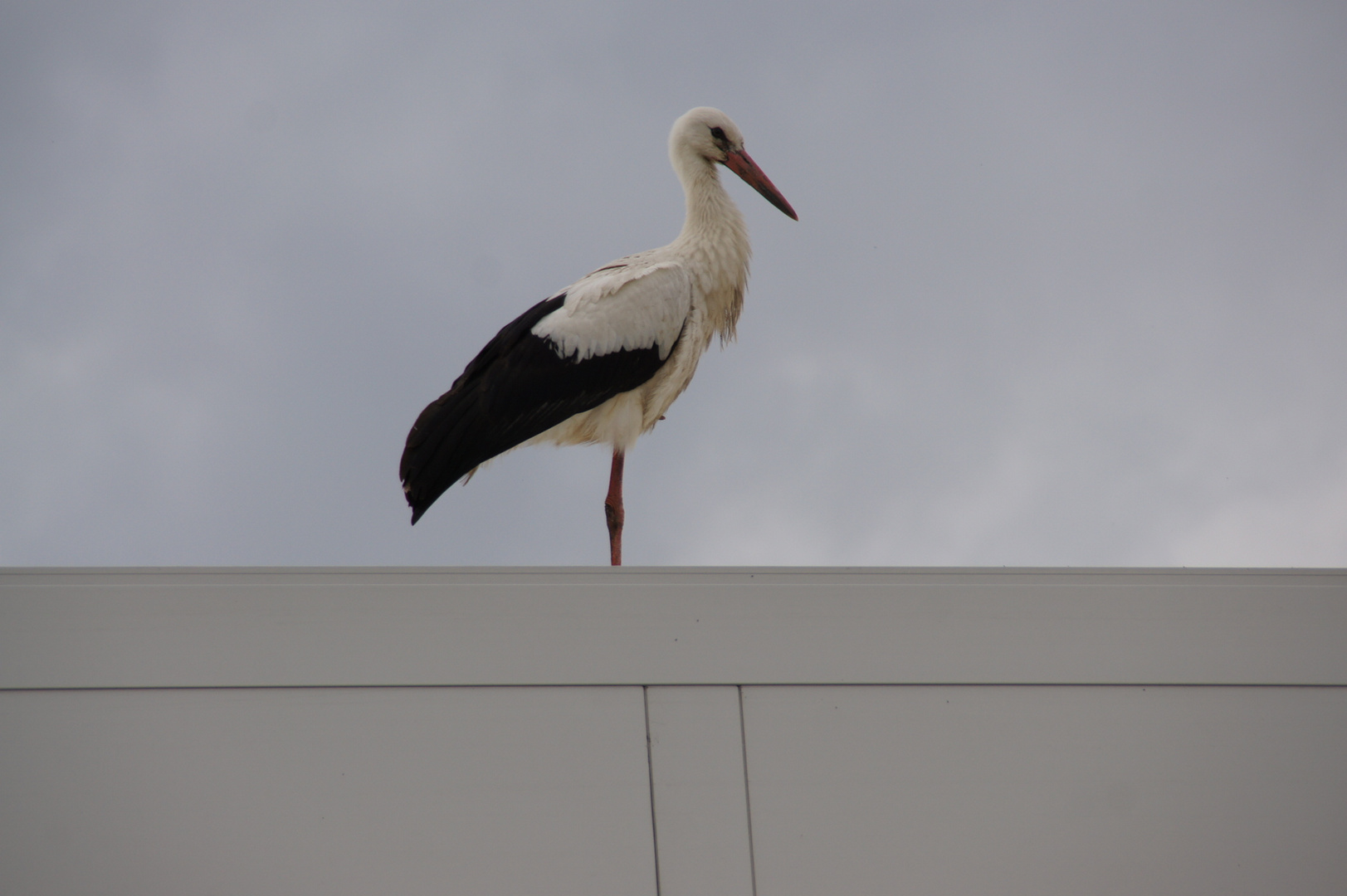 Storch2