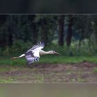 STORCH_2