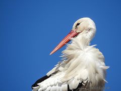 storch2015_10