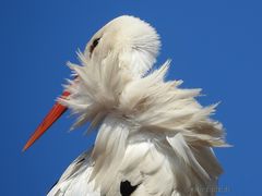 storch2015_12