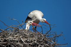 storch2015_14