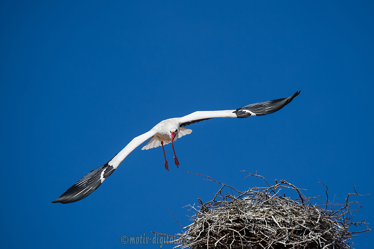 storch2015_4