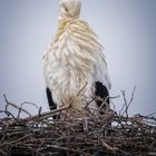 Storch_20180216_02