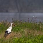 Storch3