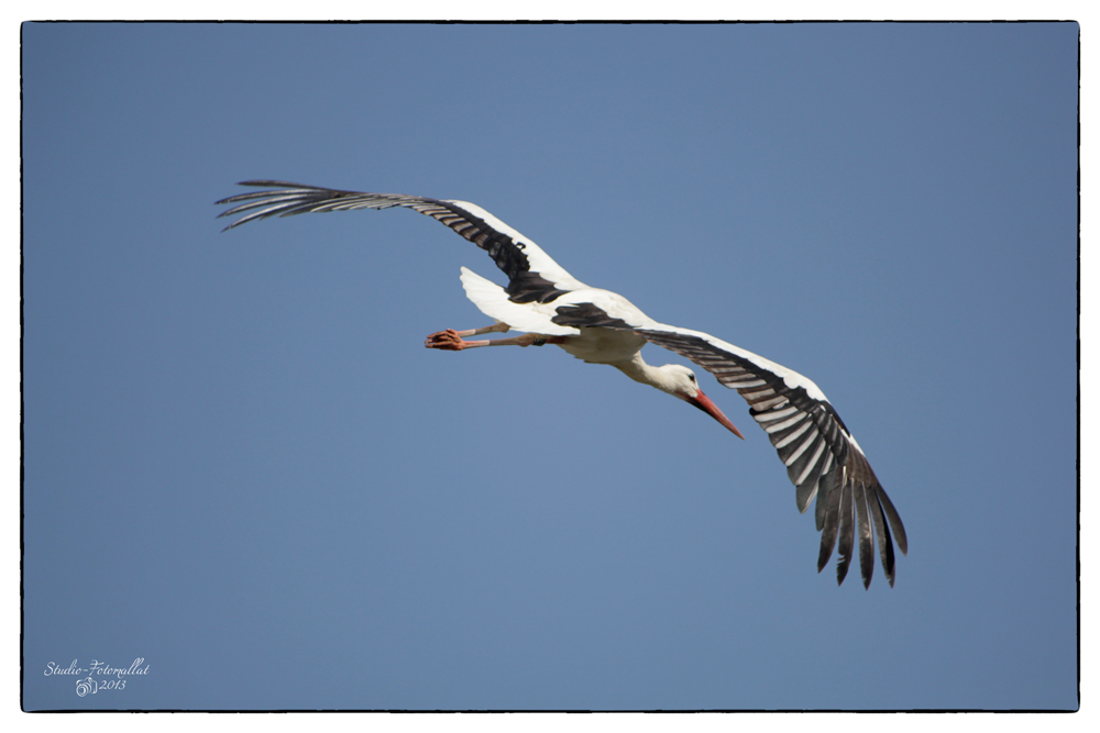 Storch3...