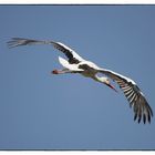 Storch3...