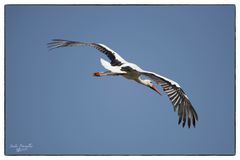 Storch3...