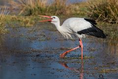 Storch_3422