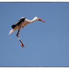 Storch4...