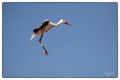 Storch4...