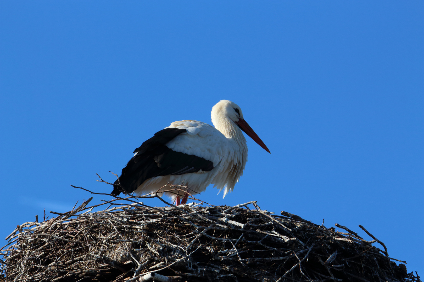 Storch_4095