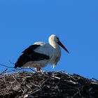 Storch_4095