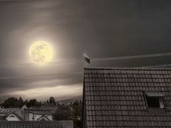 Storch_auf_Nachbars_Dach