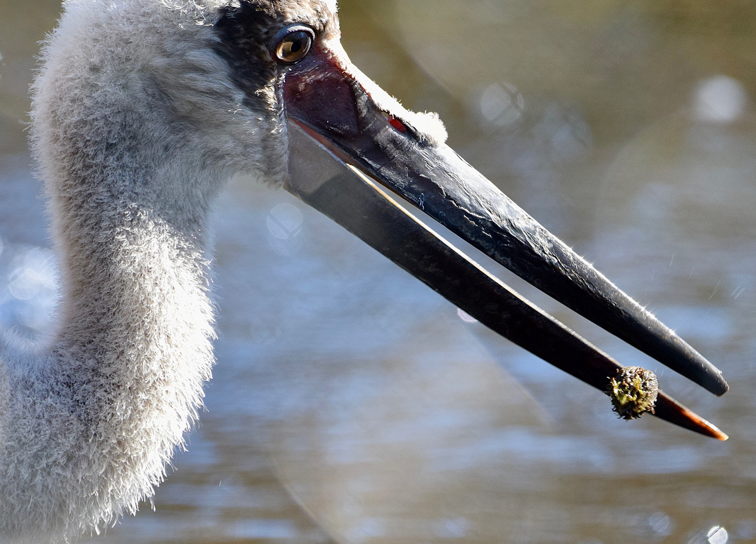 Storch_Ausschnitt