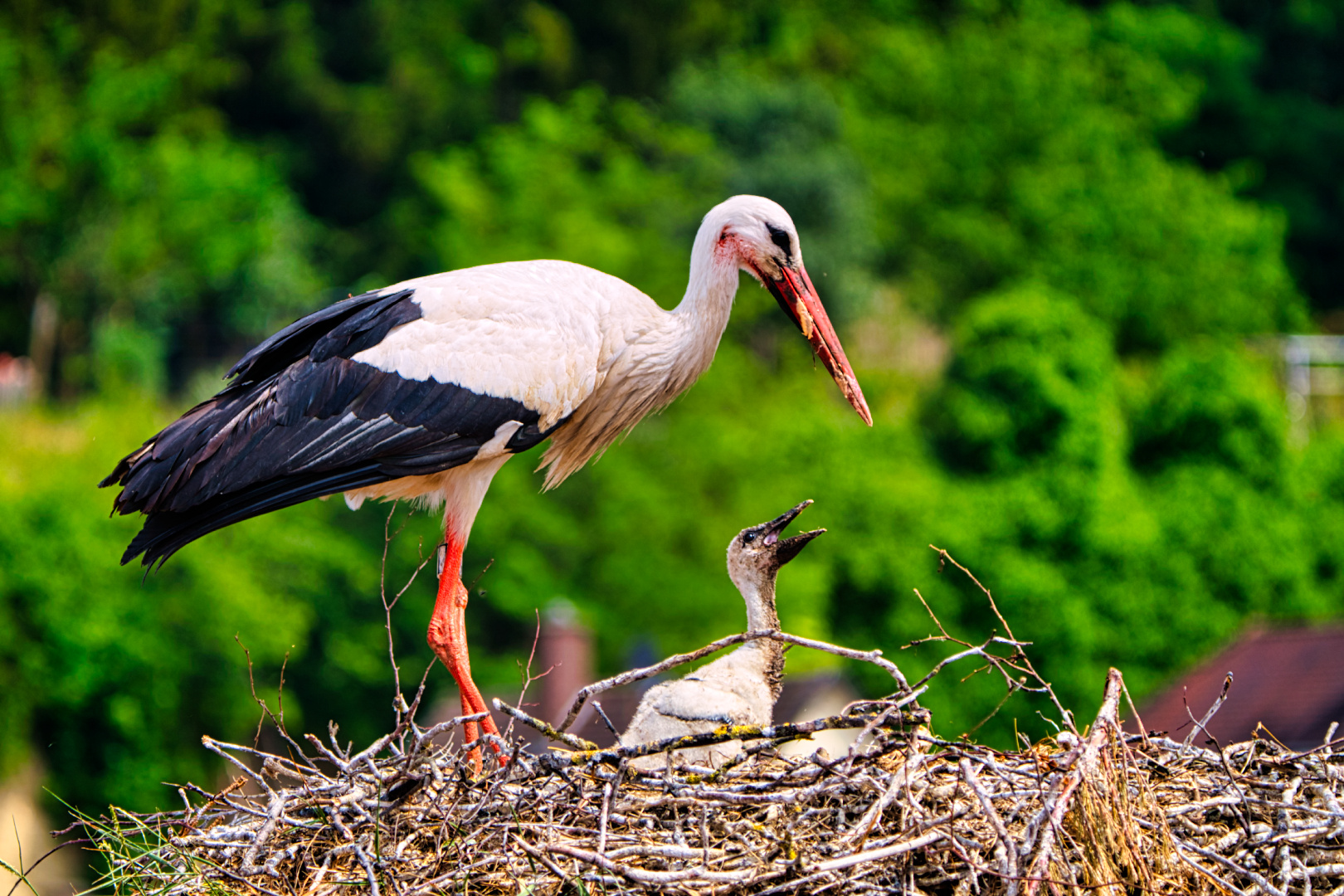 Storch_bei_Fütterung