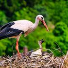 Storch_bei_Fütterung