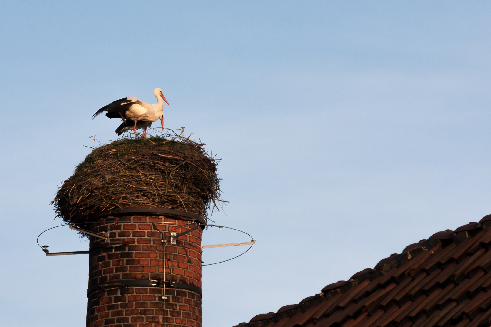 Storche im Nest