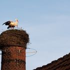 Storche im Nest