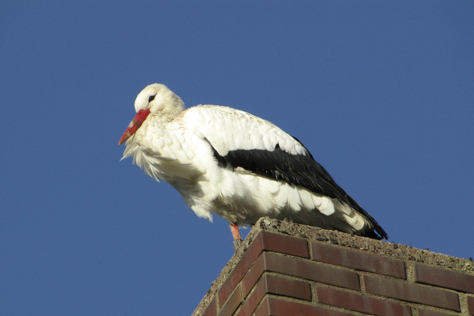 Storche im Winter auf Föhr