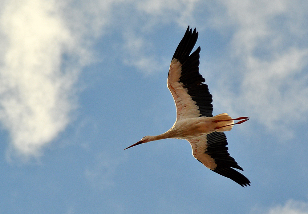 Storchen-Airline...