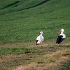 "STORCHEN DUO" (ISO 6400)