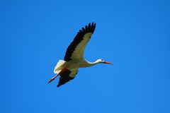 Storchen-Gleitflug