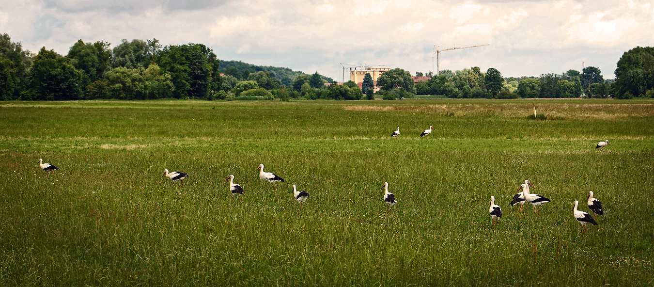 Storchen Grüppchen im Wiesengrund bei Fürth / Vach