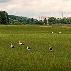 Storchen Grüppchen im Wiesengrund bei Fürth / Vach