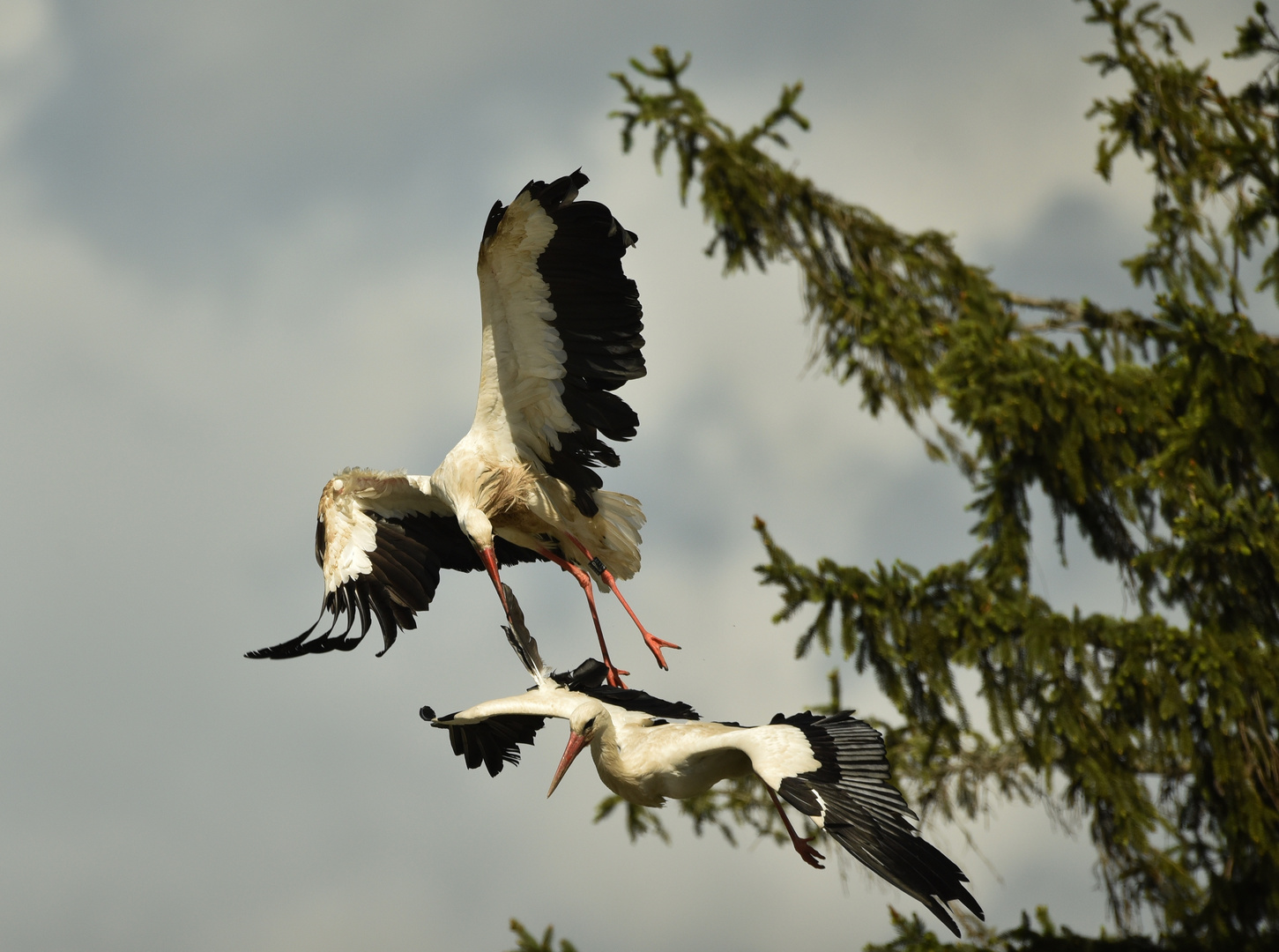 StorchenKampf_08 Foto & Bild bäume, natur, pflanzen Bilder auf